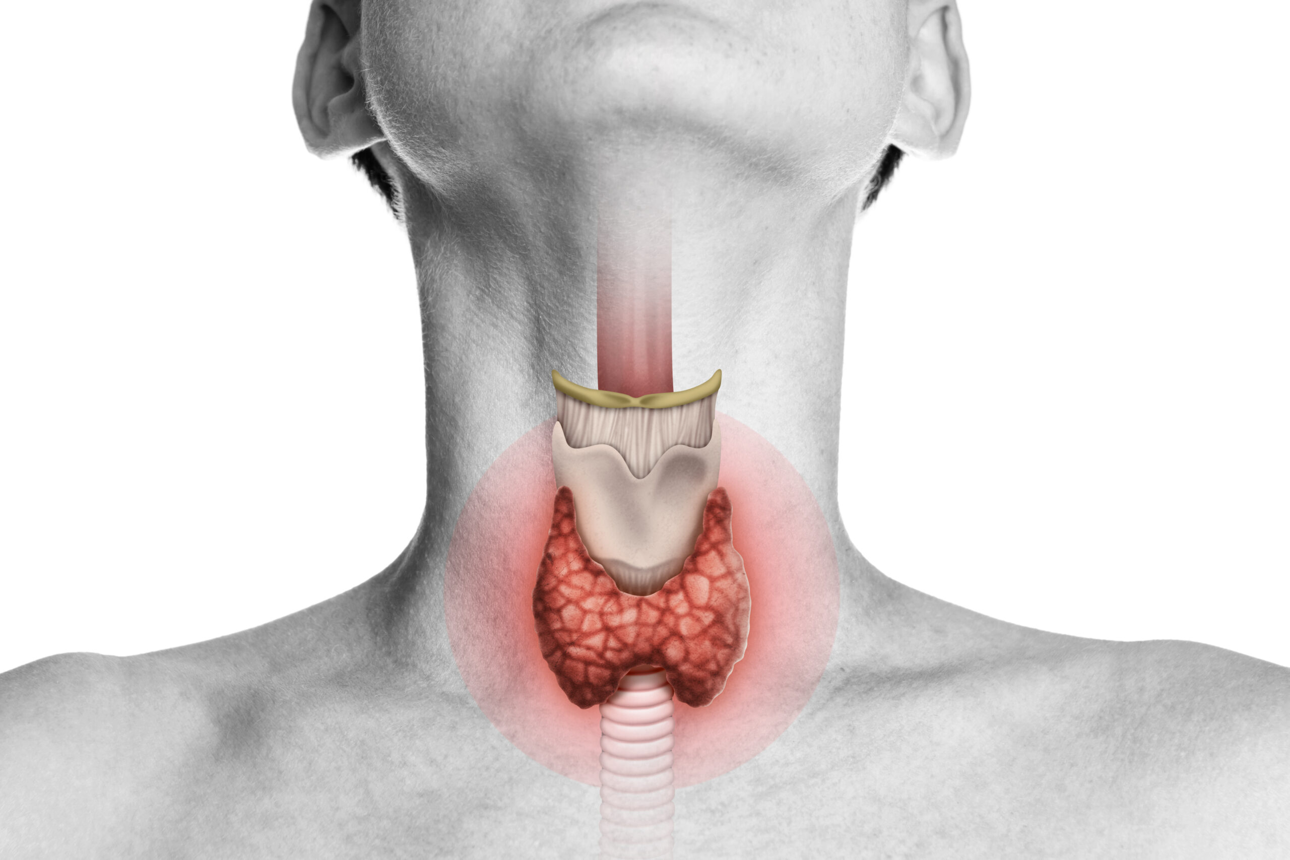 Thyroid gland in human body on white.
