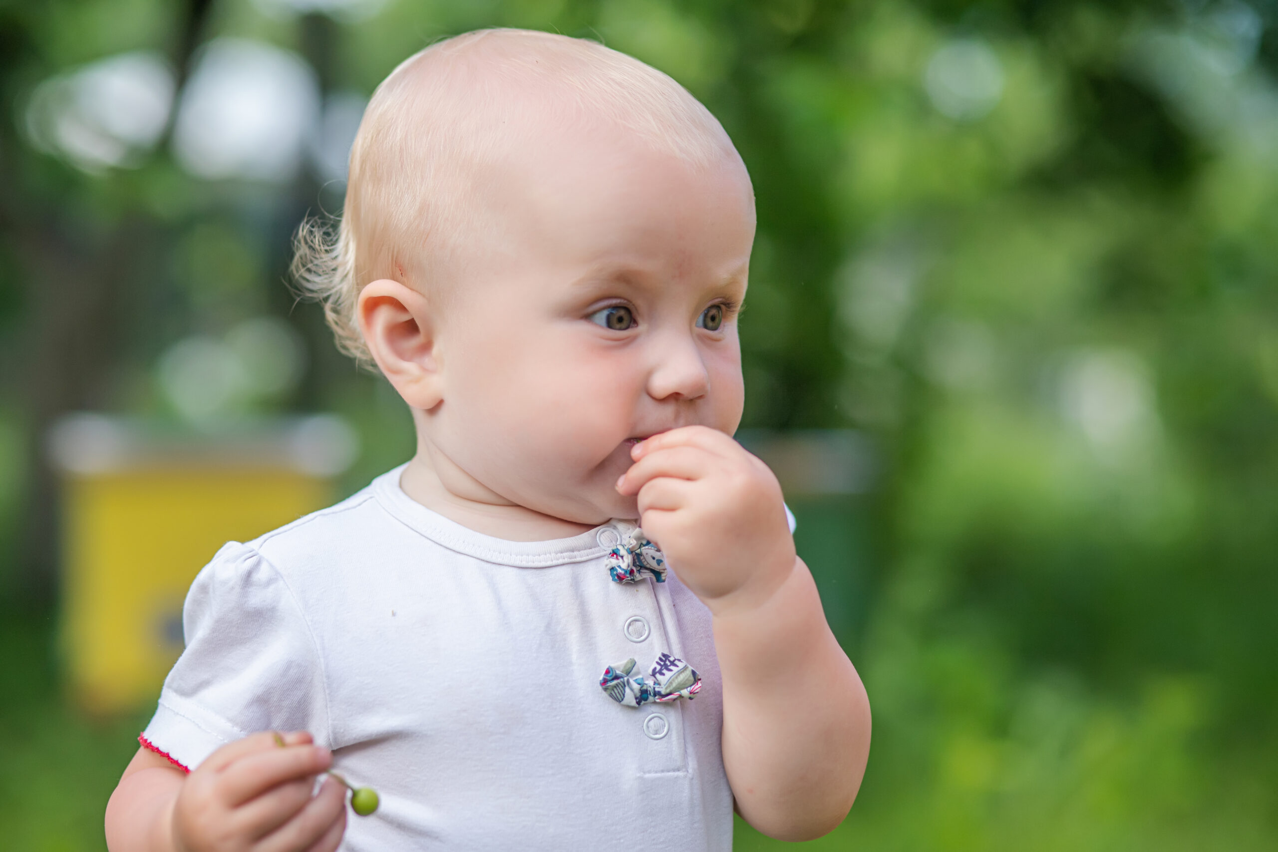 child eats green cherry berries in summer.portrait of todler against a backdrop of green trees. Danger of poisoning with unwashed fruit.