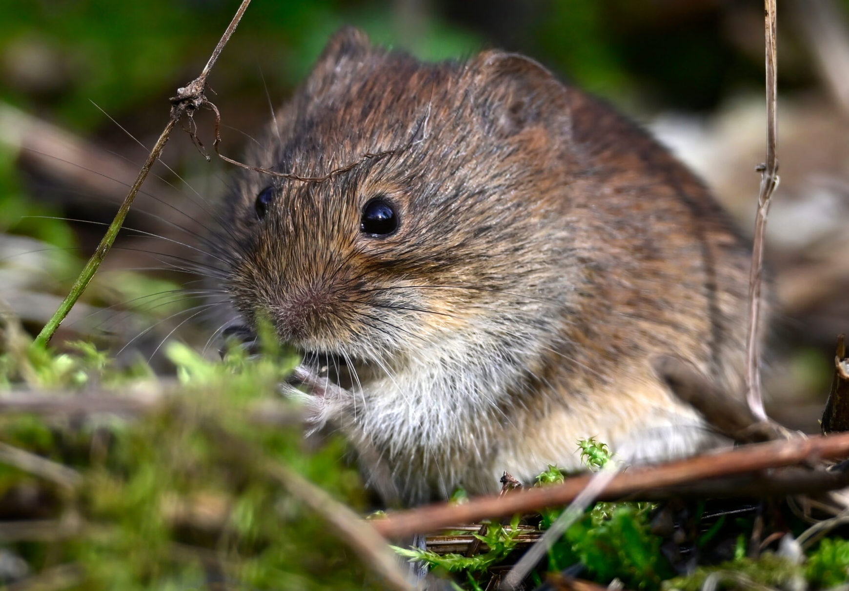 Rötelmaus // Bank vole (Myodes glareolus)